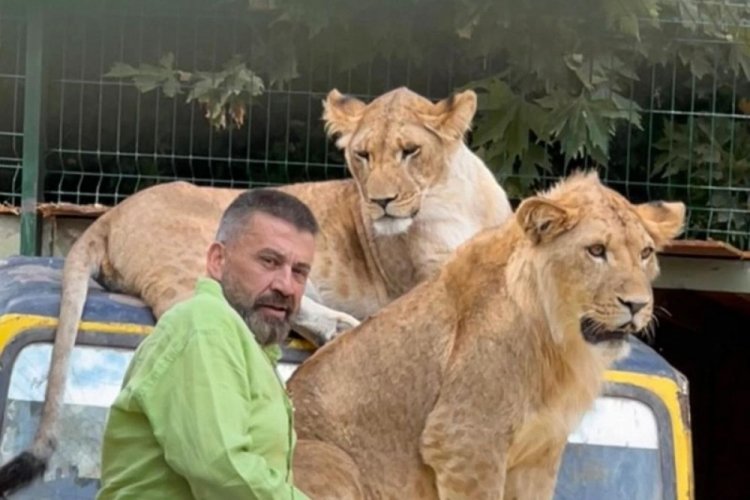 Antalya'da çiftçiye saldıran aslanın sahibi: İnsanlara saldırmazdı