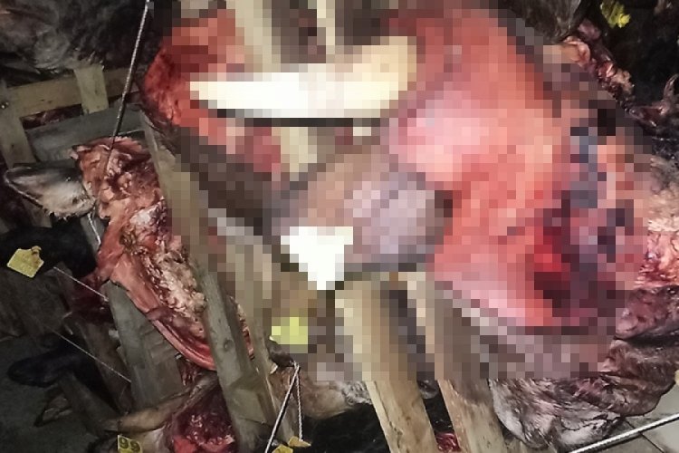 Bursa'da büyük skandal! Çok sayıda çürümüş hayvan kafası bulundu...