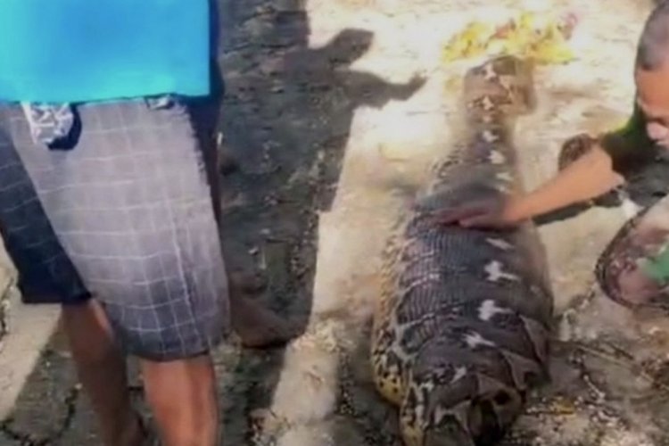 Piton dehşeti! Çiftçiyi yuttu, bölge halkı şokta