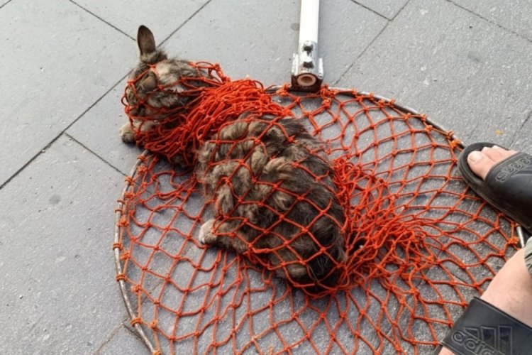 Ölen yavrusu kuyruğuna yapışan kedi kurtarıldı