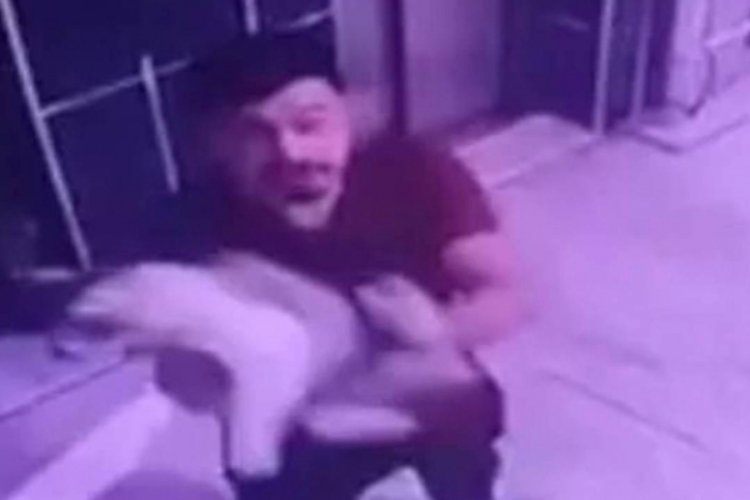 Hamile kediyi acımasızca yere fırlattı! Gözaltı kararı...