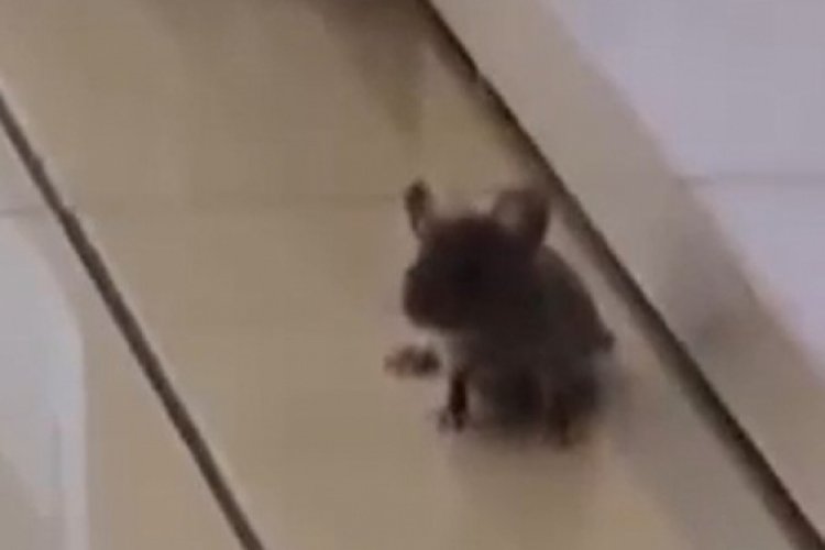 Baklavacıda mide bulandıran görüntü: Sosyal medyada hızla yayıldı!