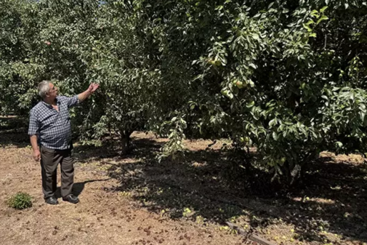 Bursa'da gördü yetiştirmeye başladı! 80 ton hasat bekliyor