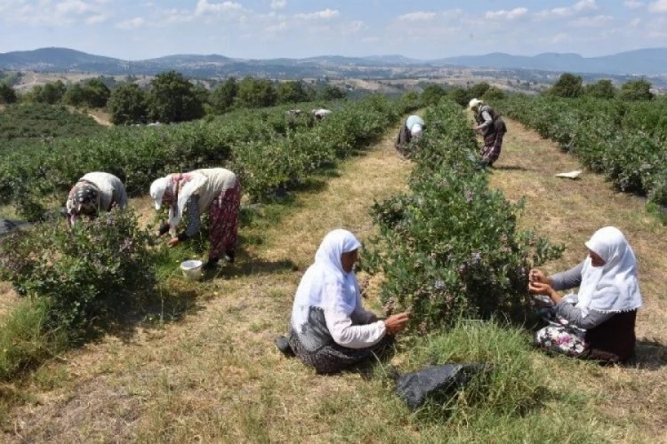 Bursa alternatife yöneldi! Hasadı başladı...