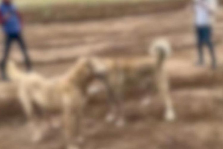 Köpek dövüştürüp sosyal medyada paylaştılar! 2 kişi yakalandı