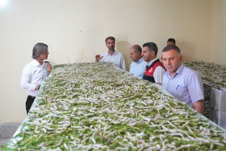 "Böcekle mi uğraşacaksın" sözlerine aldırmadı, binlerce lira kazandı