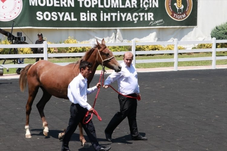 Bursa'da Arap tayların satışından büyük gelir!