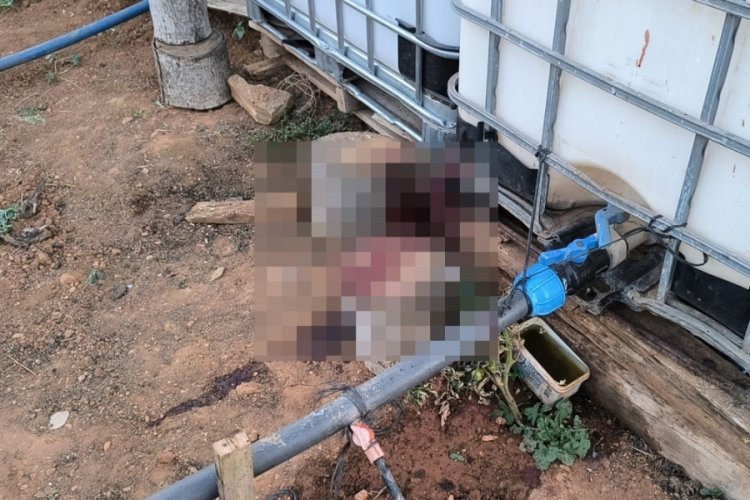 Bahçe sulama kavgası kanlı bitti! Acımadan öldürdü