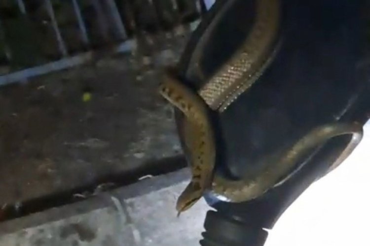 Park halindeki motosiklette yılan paniği