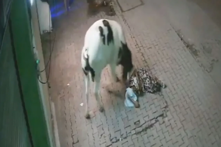Yaşlı kadına inek saldırdı! Önce havaya fırlattı sonra çiğnedi