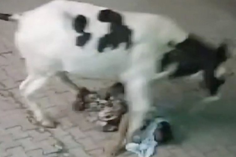 Başıboş inek yaşlı kadına saldırdı