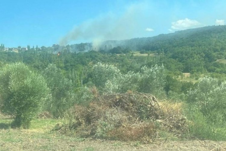Lapseki'deki yangını sigara izmariti çıkarmış