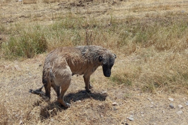 İtfaiye ekipleri kanala düşen köpeği kurtardı