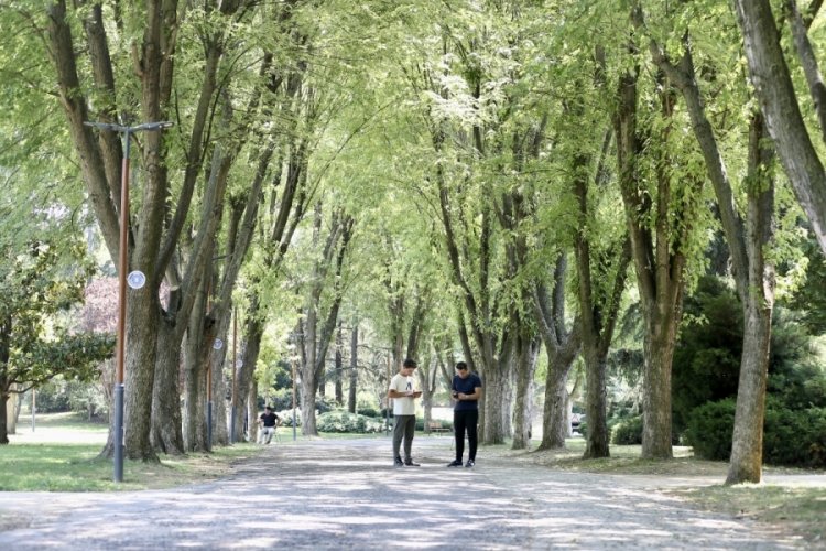 4 farklı bölgede 1 yıldır araştırıldı! Bursalıları bu ağaçlar serinletiyor!