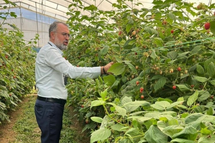 Bursa'nın dağlarından Avrupa'ya uzanıyor! İlk adım atıldı...