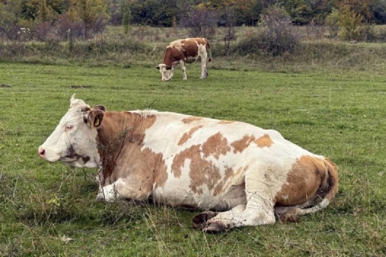 Bilim insanlarına göre, hayvanlar bitkilerin çıkardığı gizli seslere tepki veriyor