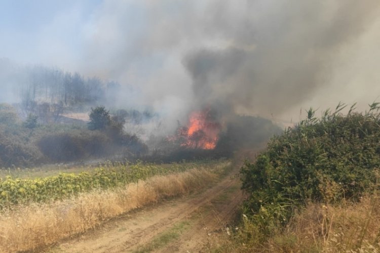 Tekirdağ'da orman yangını