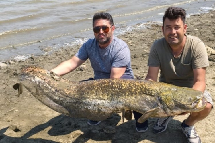 Bursa'da Dağyenice'de 35 kg ağırlığında yayın balığı yakalandı