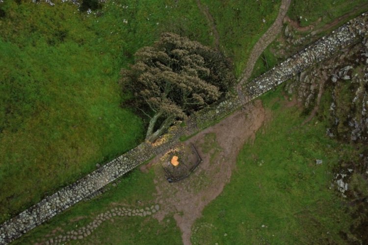 İngiltere'nin ikonik 'Sycamore Gap' ağacını kesen 2 kişiye hapis cezası