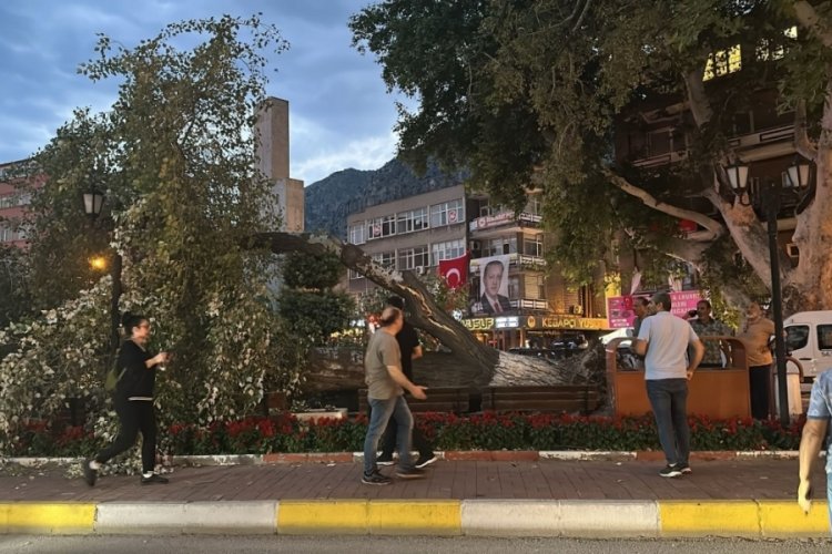 5 asırlık ağaç yerle bir oldu! Facianın eşiğinden dönüldü...