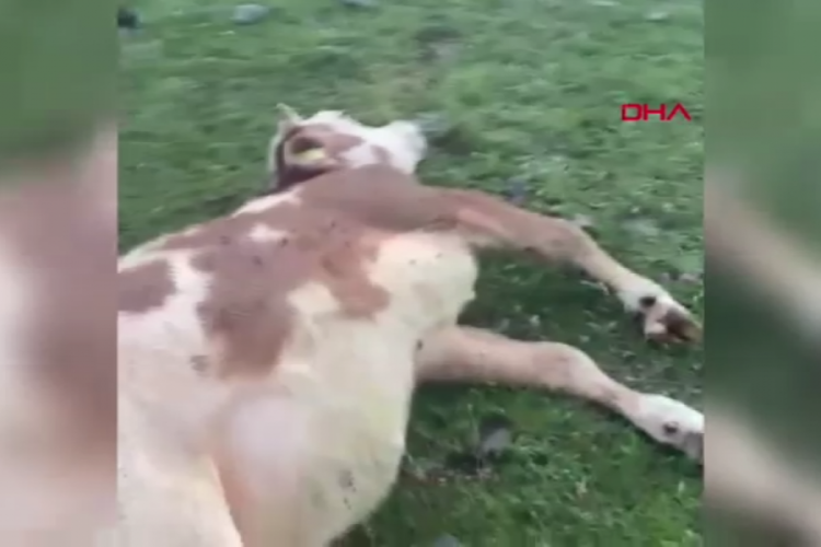 Ardahan'da meraya yıldırım düştü; 3 inek öldü