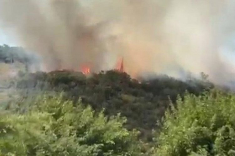 İstanbul'da orman yangını!