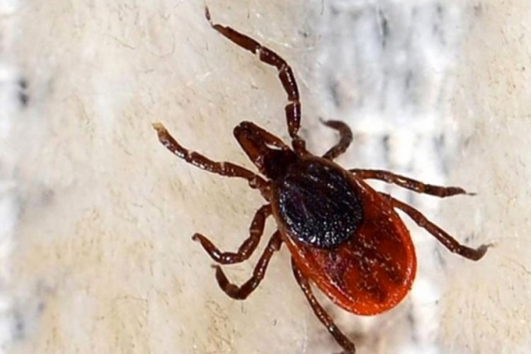 Mahalleyi kene kabusu sardı! Bugün üçüncü ölüm gerçekleşti