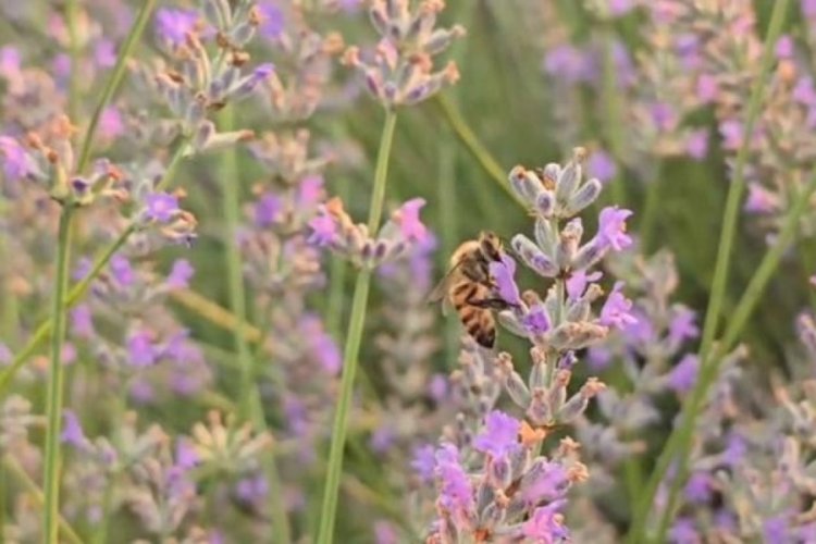 Lavanta tarlalarıyla kırsal mahalleler turizm merkezi oldu