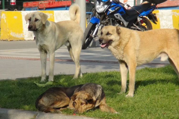 Başıboş köpek dehşetinin son durağı bu kez Ankara!