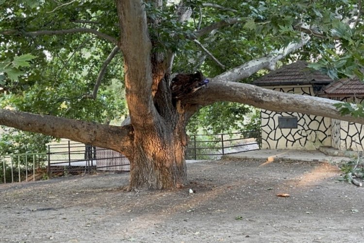 Piknik alanında ağacın dalı vatandaşların üzerine devrildi: 11 yaralı