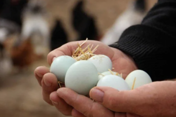 Yumurta satışında yeni dönem: Birçok düzenleme yapıldı