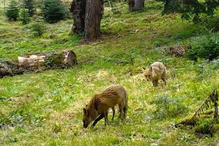 Ormanda beraber gezdiler! Bursa'da kameralara takıldı