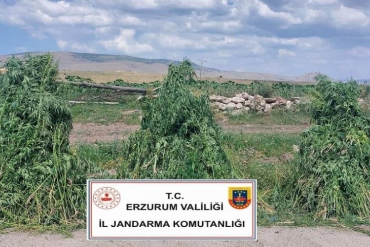 401 bin 676 kök kenevir imha edildi