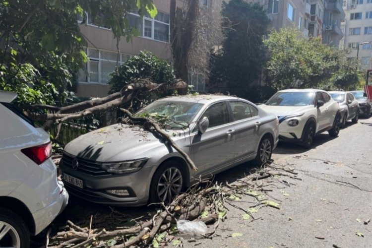 Kurumuş ağaç dalı aracın üzerine düştü: Vatandaş son anda kurtuldu