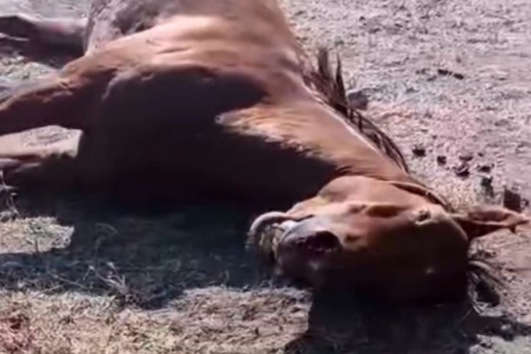 Husumetlisinin atını tabancayla vurdu