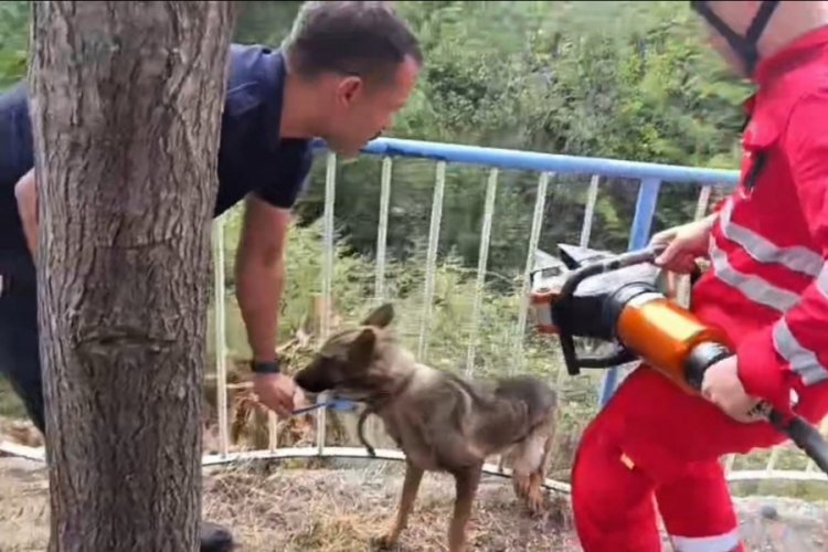 Demir korkuluklara sıkışan köpeği itfaiye kurtardı