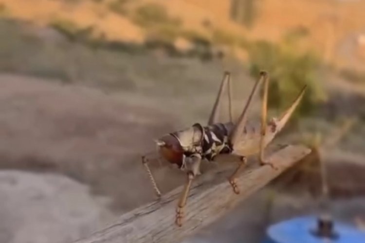 O ilimizde görüldü! Büyüklüğü 20 santimetreyi buldu, çıkardığı ses dikkat çekti