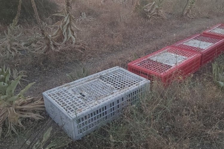 Doğaya yüzlerce keklik salındı