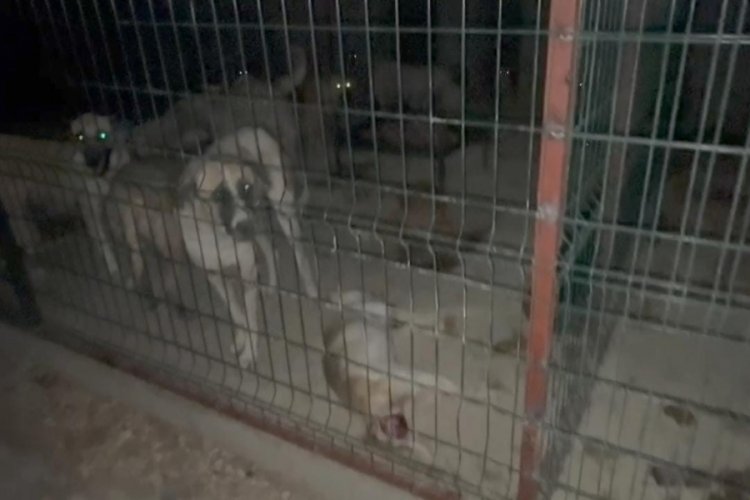Hayvan barınağında tepki çeken görüntü