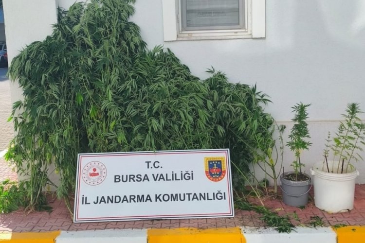 Bursa'da jandarmadan baskın! Bahçede ekili halde ele geçirildiler