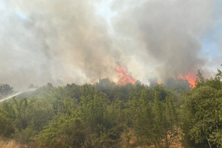 Bursa'da orman yangını riski en üst seviyede! Belediye başkanından açıklama