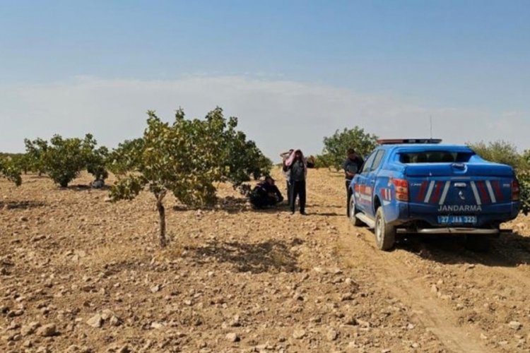 Antep fıstığı hasadı yaparken kalp krizi geçirip öldü