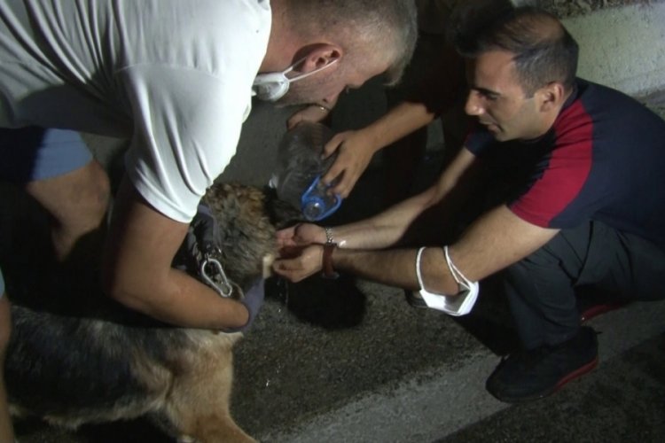 Bursa'daki yangından etkilenen hayvanlar böyle kurtarıldı