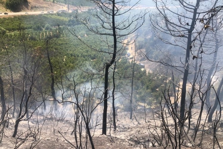 Bilecik'te orman yangını ekipler tarafından söndürüldü