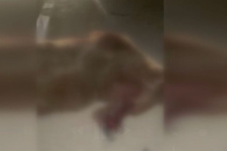 Kamyonetin çarptığı ayı ve 3 yavrusu öldü