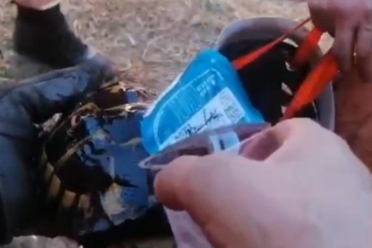 Kurtardıkları kaplumbağaya su verdiler