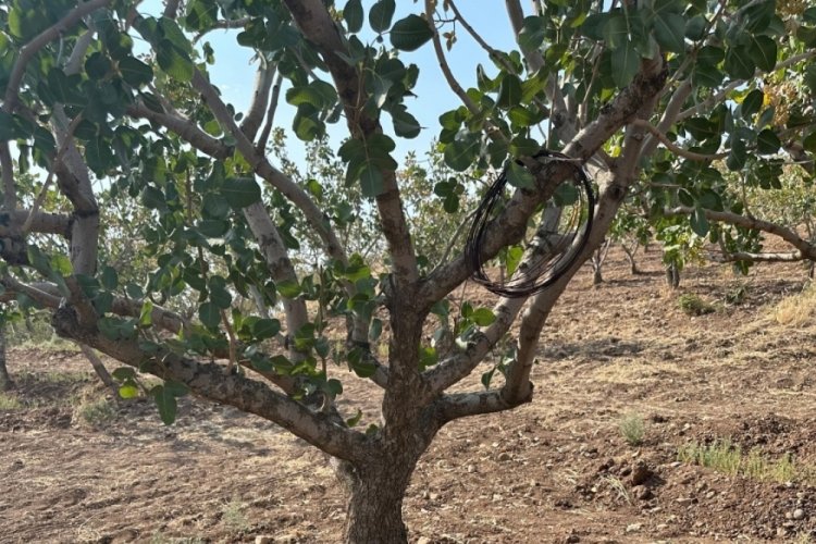 Siirt'te fıstık bahçelerinde aşırı sıcaklık alarmı