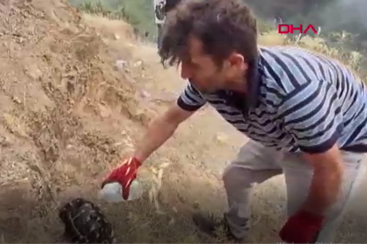 Bursa'da yangından etkilenen hayvanlara şefkat eli! Görüntüler takdir topladı...