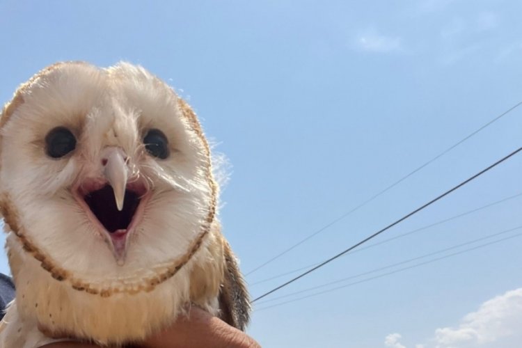 Sıcaktan bunalan peçeli baykuş eve sığındı