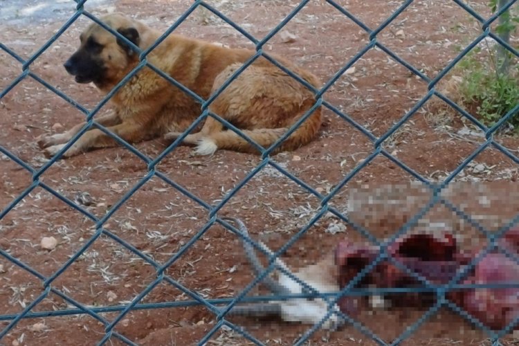Başıboş köpekler koruma altındaki 2 ceylanı öldürdü
